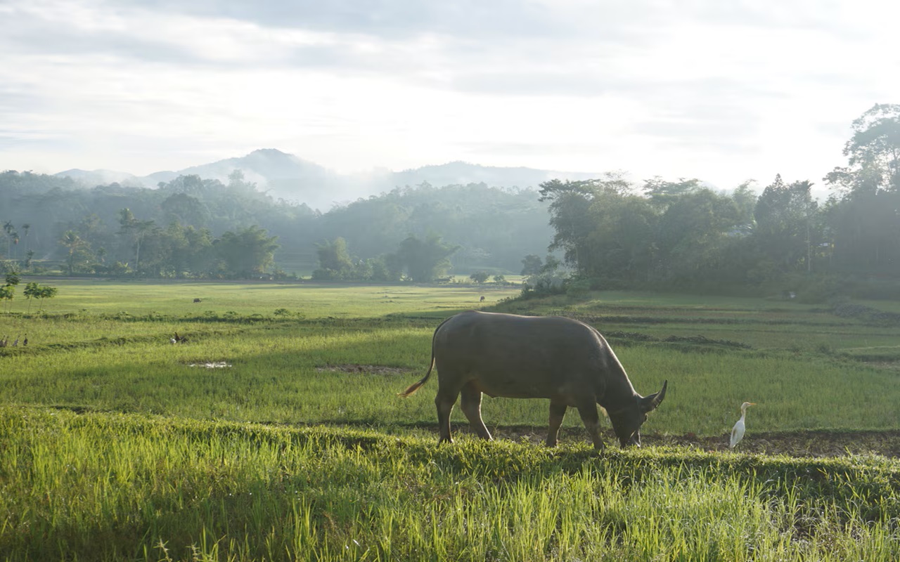 Desa Wisata Tembi