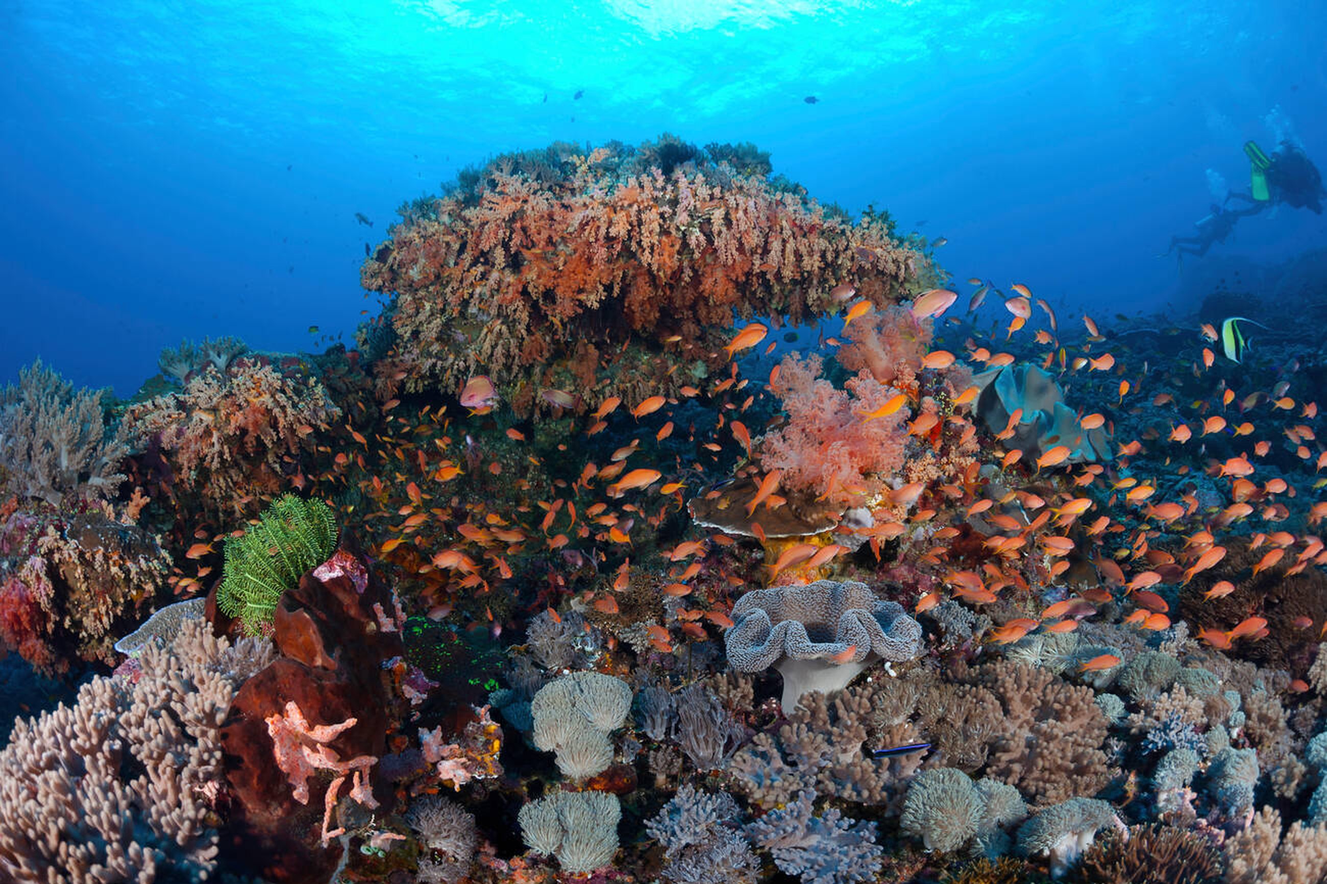 World Largest Coral Colony Discovered in Bali 2