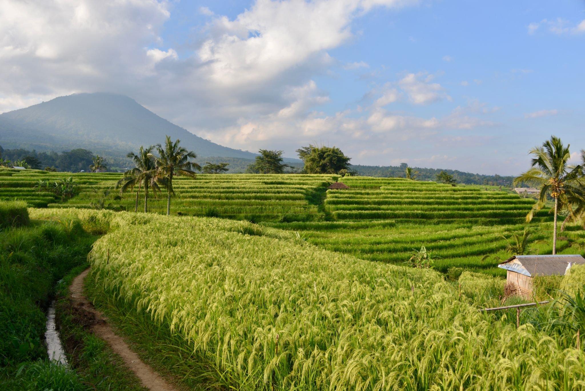 Explore Ubud