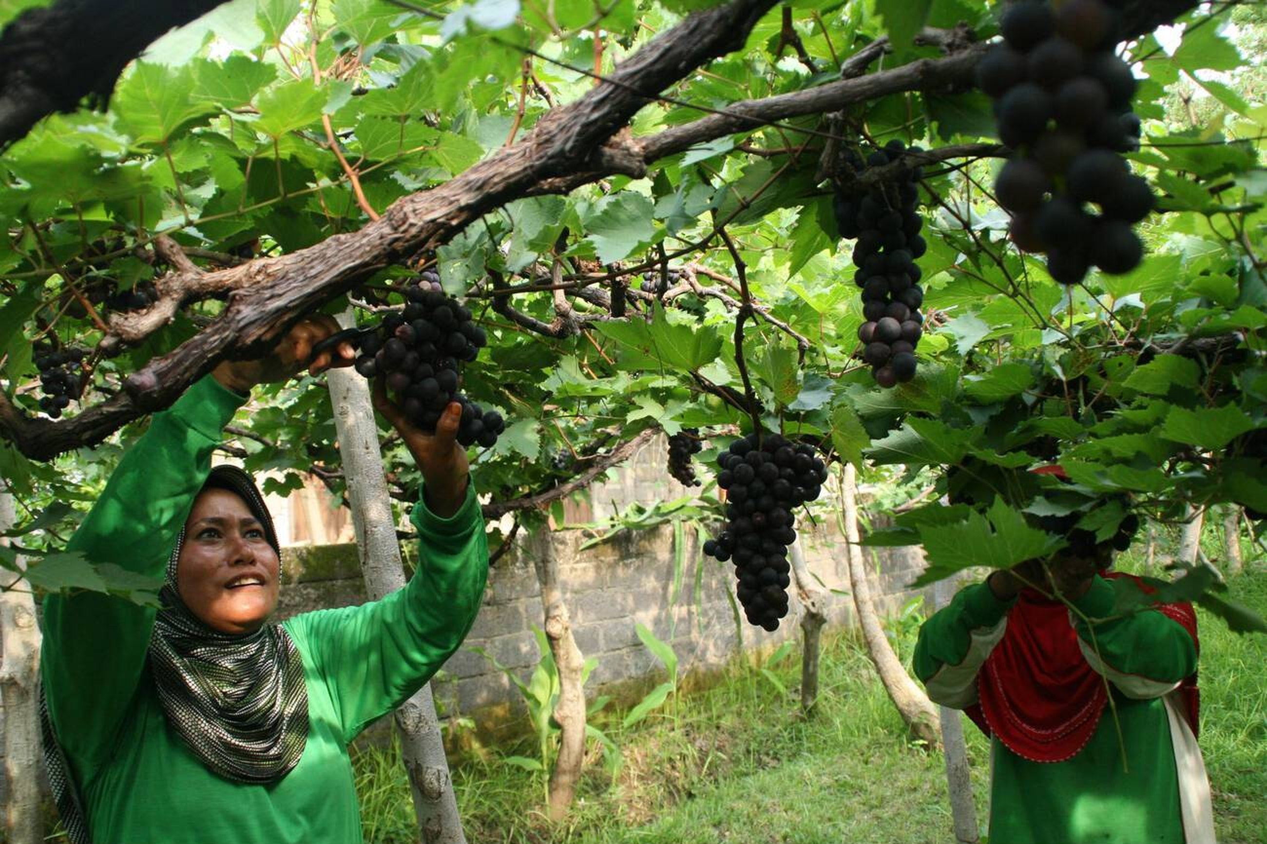 Farmer Harvesting Grape in Bali Vineyard