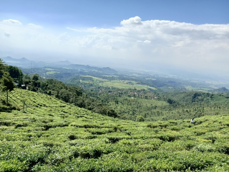 Jamus tea plantation