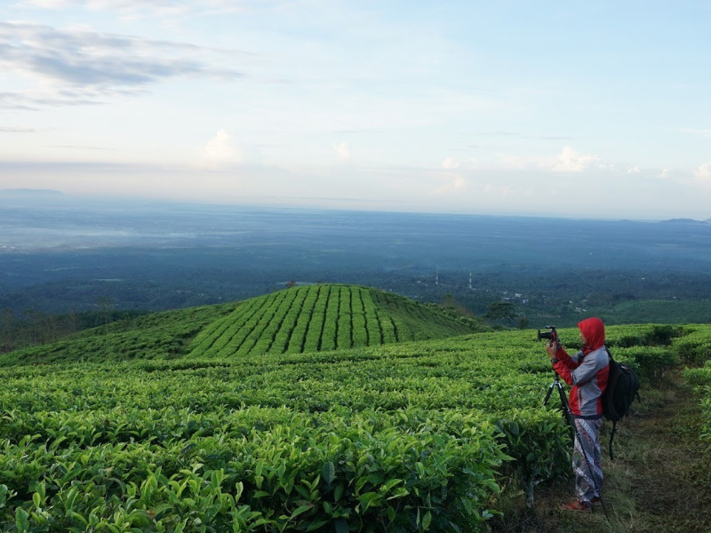 Kertowono tea plantation