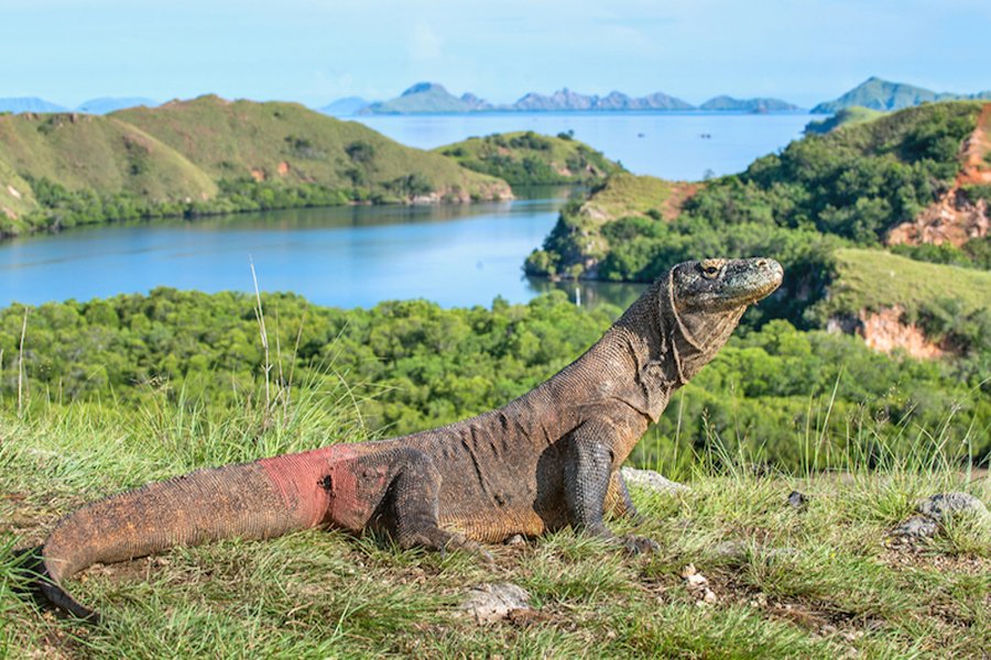 Komodo Dragons at Rinca Island, Flores