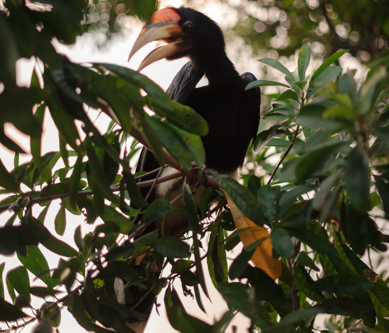 Lampung Marriott Resort & Spa Aviary 1