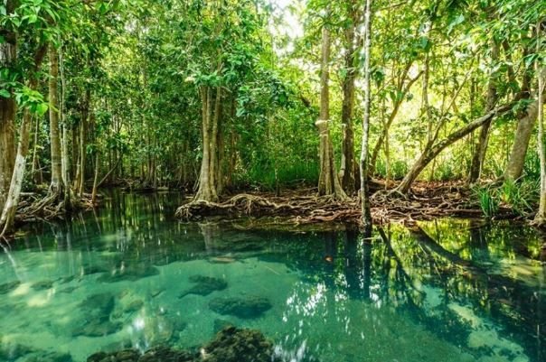 Mangrove Forest jakarta