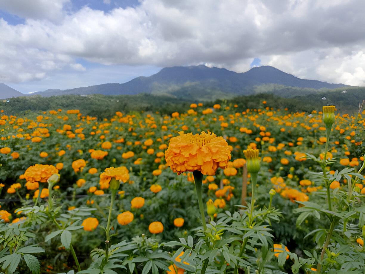 Marigold Field Bali Best Hidden Getaway