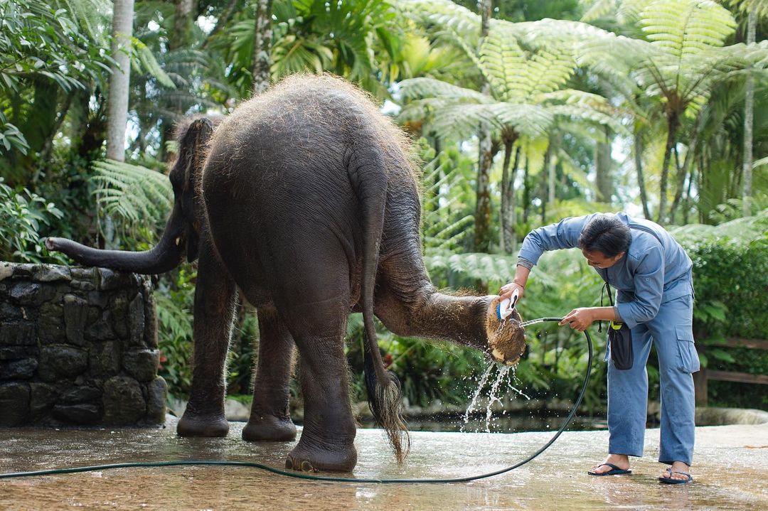 Mason Elephant Park Bali best Animal Rescue
