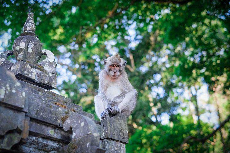 Macaque Monkeys of Alas Kedaton