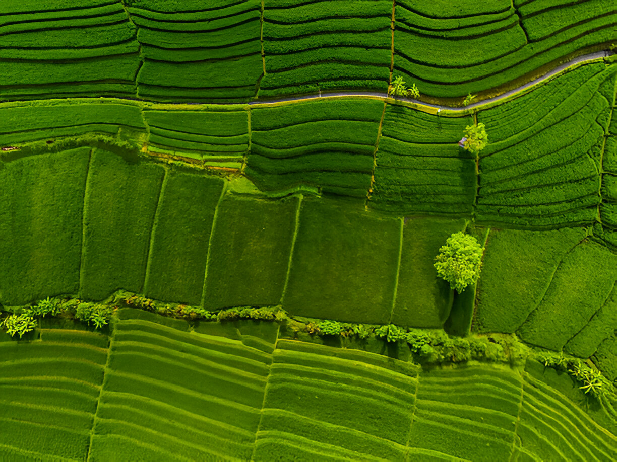 Paddy Field Bali