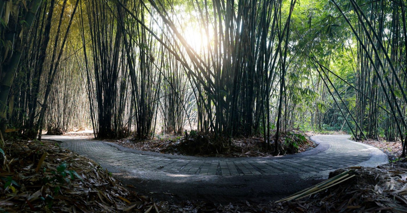 Panglipuran Bamboo Forest