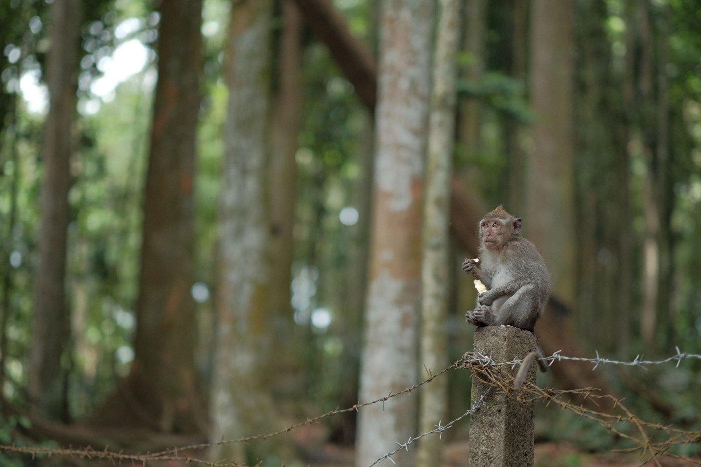 Sangeh Monkey Forest