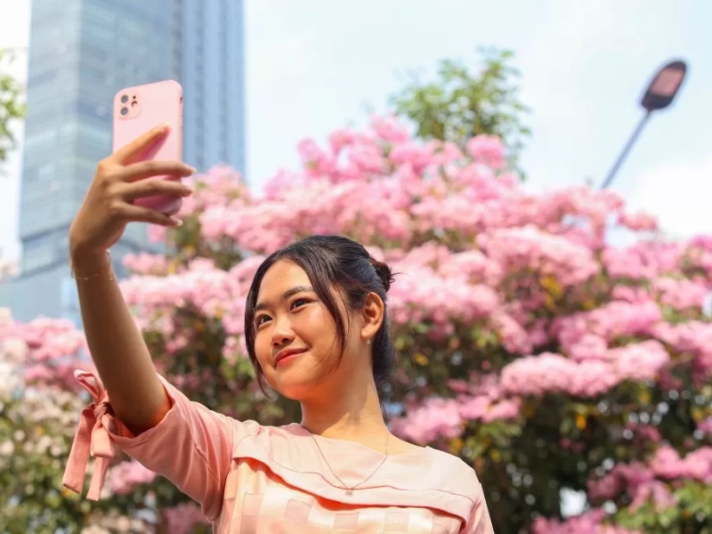 Surabaya’s Streets Awaken with Tabebuya Blossoms