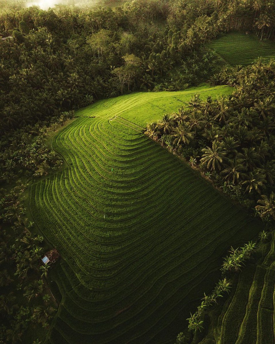 Sesandan Rice Terrace Bali