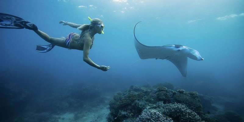 Swim with manta rays 