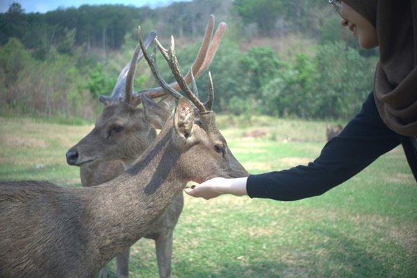 Tanjungsari Deer Tourism Park Cariu