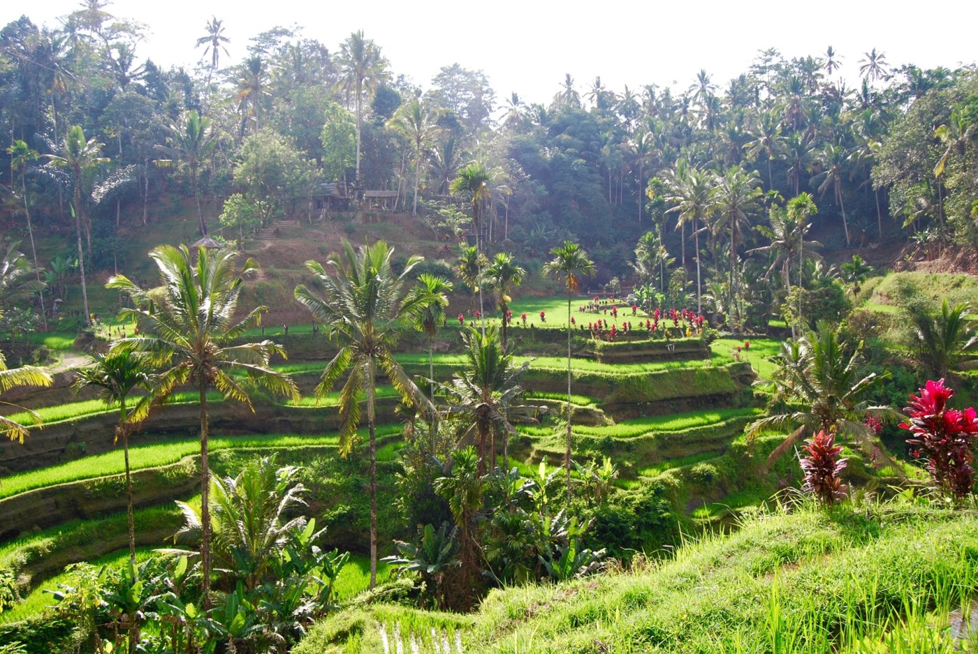 Tegalalang Rice Terrace