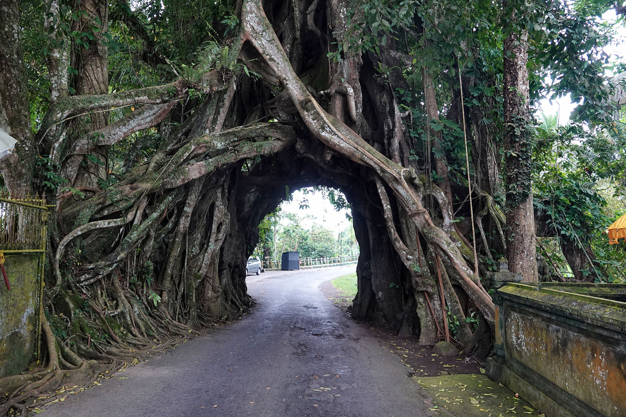 West Bali Scenic Sacred Tree Road