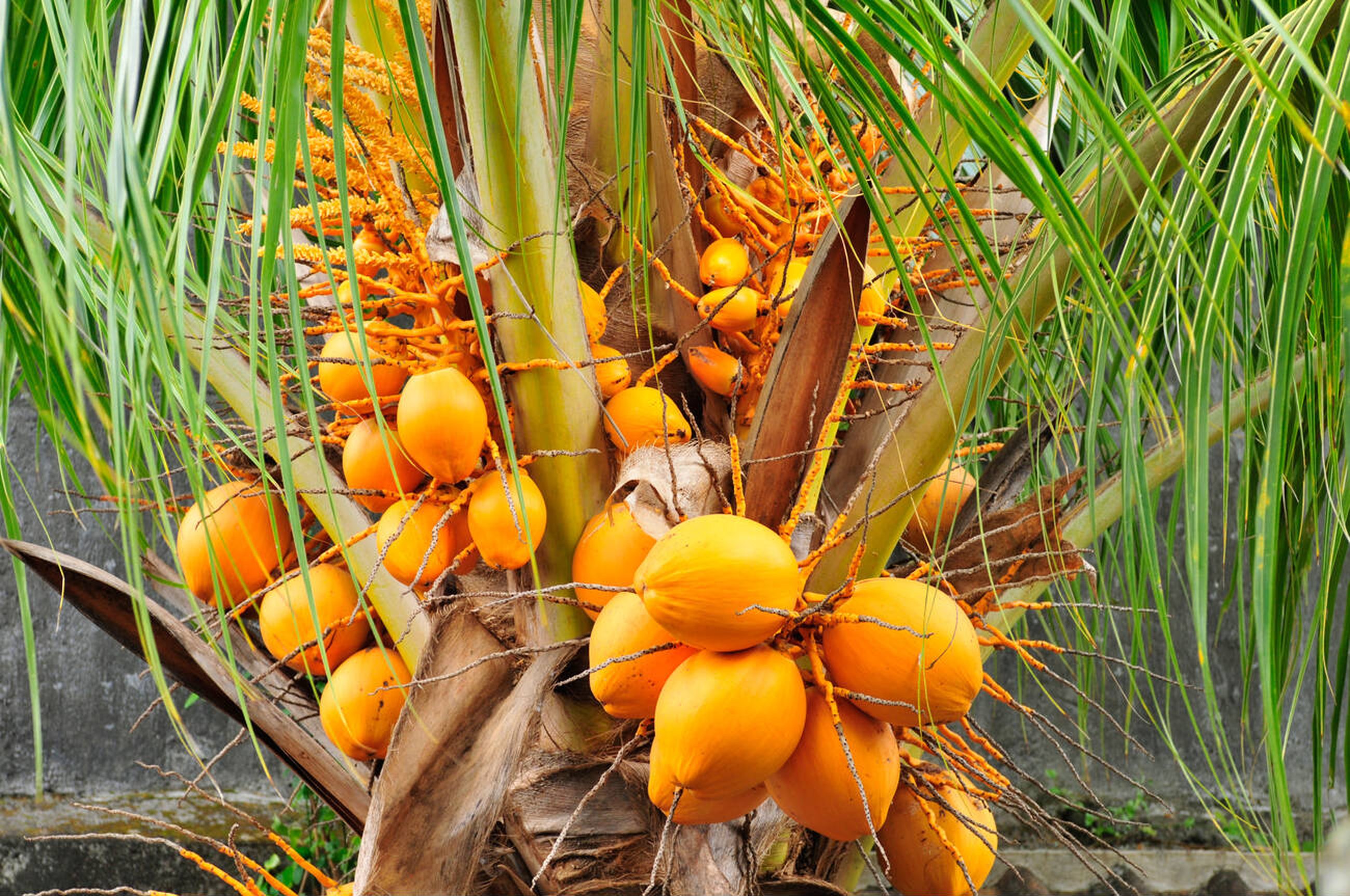 Yellow Coconut on Tree