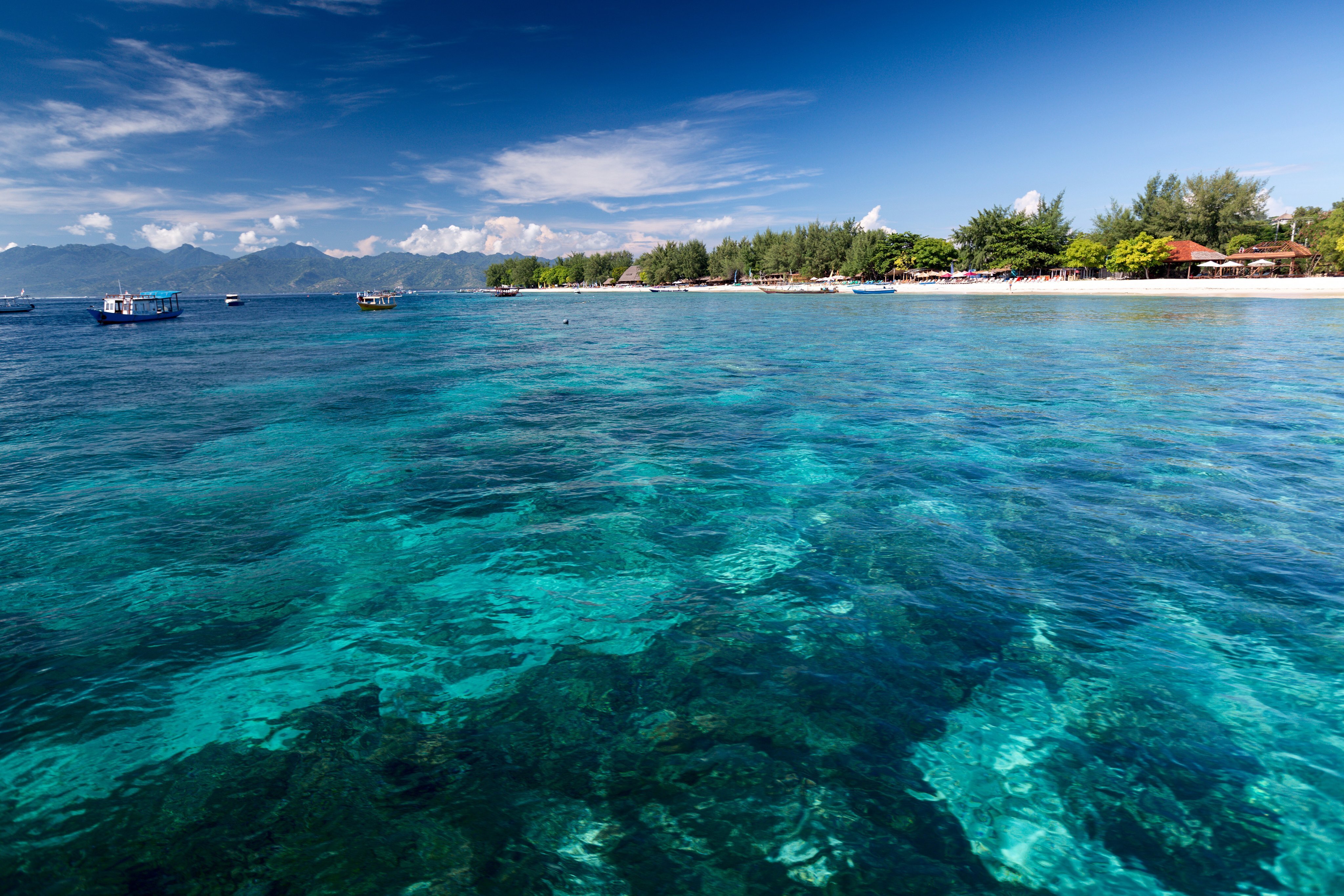 World Largest Coral Colony Discovered in Bali 3