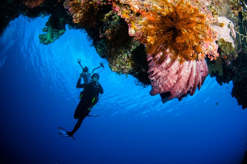 maluku diving