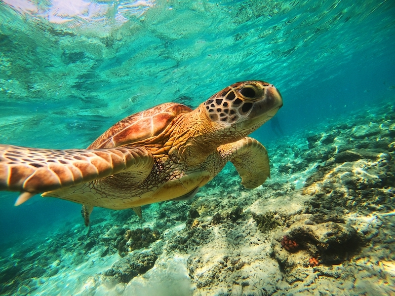 sea turtle in gilis