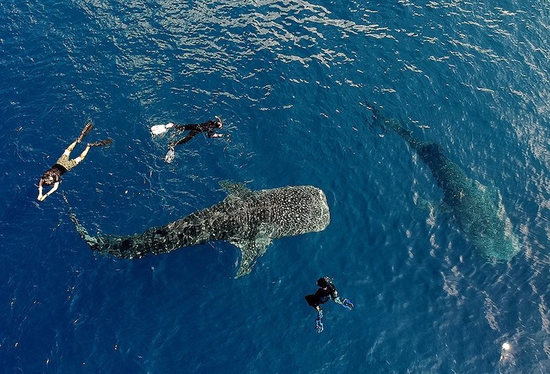 gorontalo whale shark