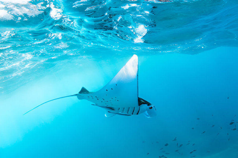 dive in nusa lembongan