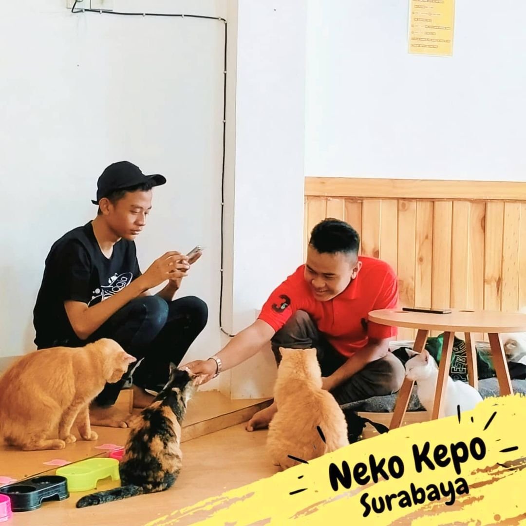 Neko Kepo Cat & Cafe