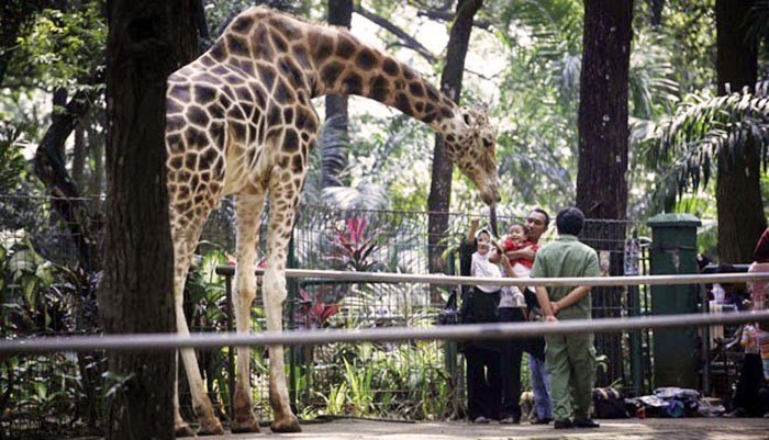 Ragunan Zoo