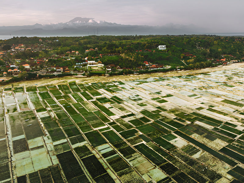 Seaweed Farm