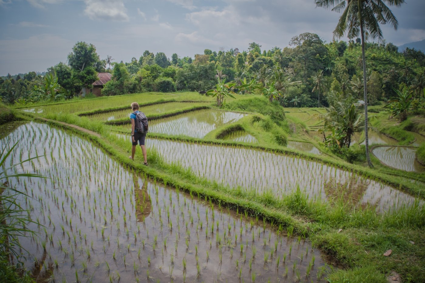 Trekking Through Paddy Field Bali