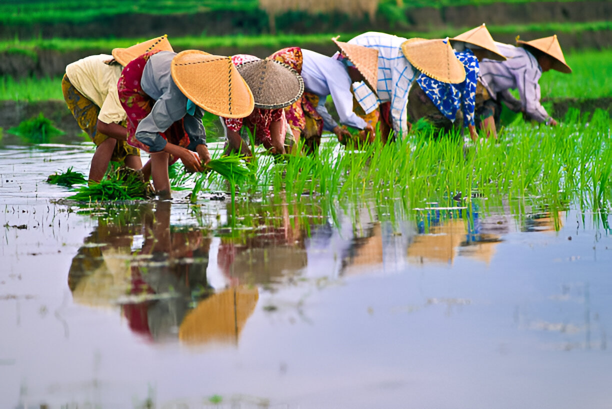 Farmer Harvest Paddy