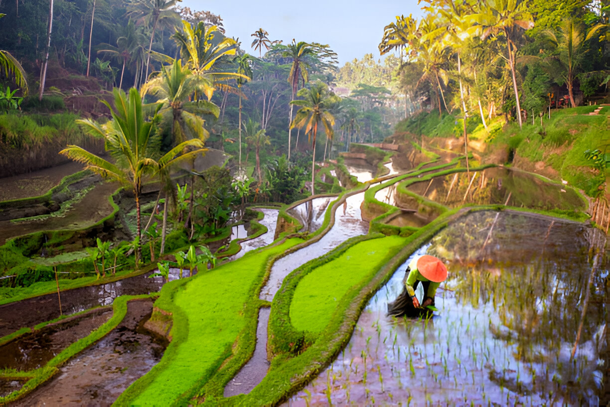 Bali Paddy Field 2