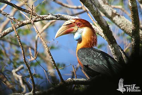 sumba hornbill