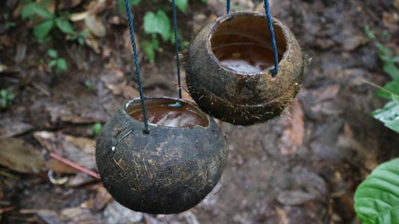 Traditional Indonesian Alcohol Beverages