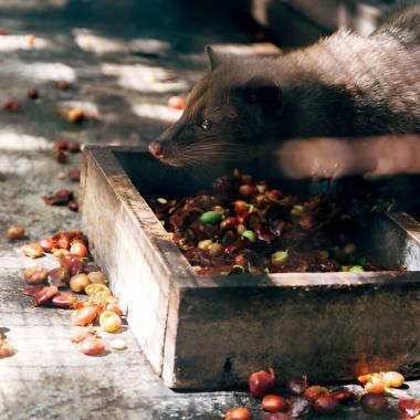 Best Places to Taste Kopi Luwak in Bali