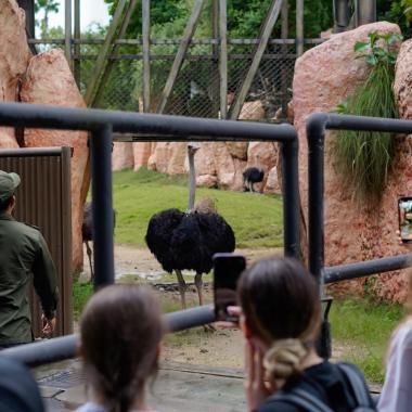 Discover What Happens ‘Behind Closed Doors’ with Bali Zoo’s New Evening Programme