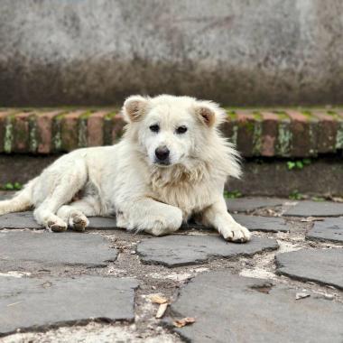 Fluffy Island Guardian: The History Behind Bali's Kintamani Dog Breed