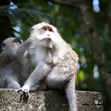 Macaque Kingdom: The Charm of Alas Kedaton Monkey Forest