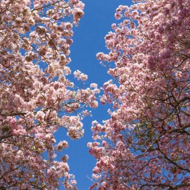 Surabaya’s Streets Awaken with Tabebuya Blossoms