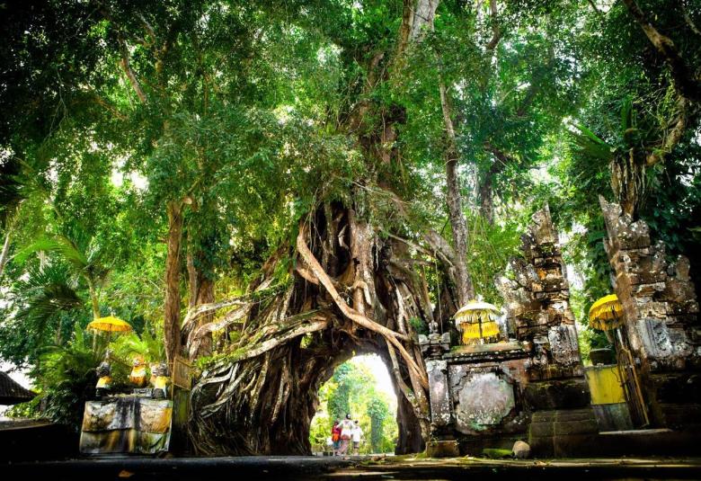 Myth of The Evergreen: Bunut Bolong Sacred Tree