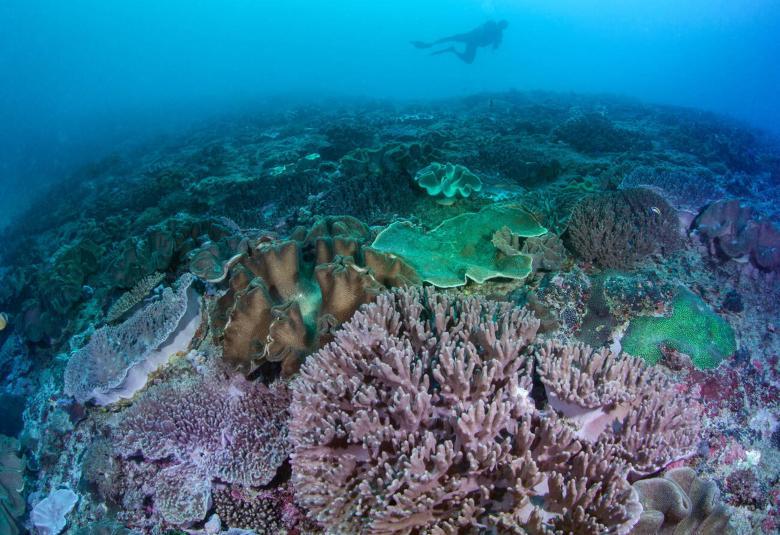 Has the World’s Largest Coral Colony Been Discovered in Bali?