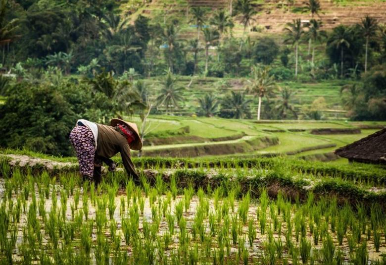 How Tourism Can Help Protect Bali's Jatiluwih Rice Terraces