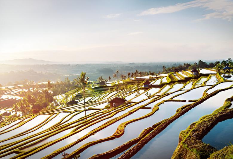 Jatiluwih Rice Terraces to Shine with Laser Show During Festive Season