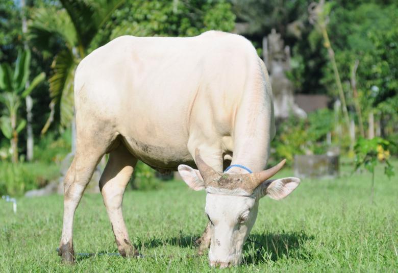 The White Cow of Taro Village: Bali's Enigmatic ‘God’s Vehicle’