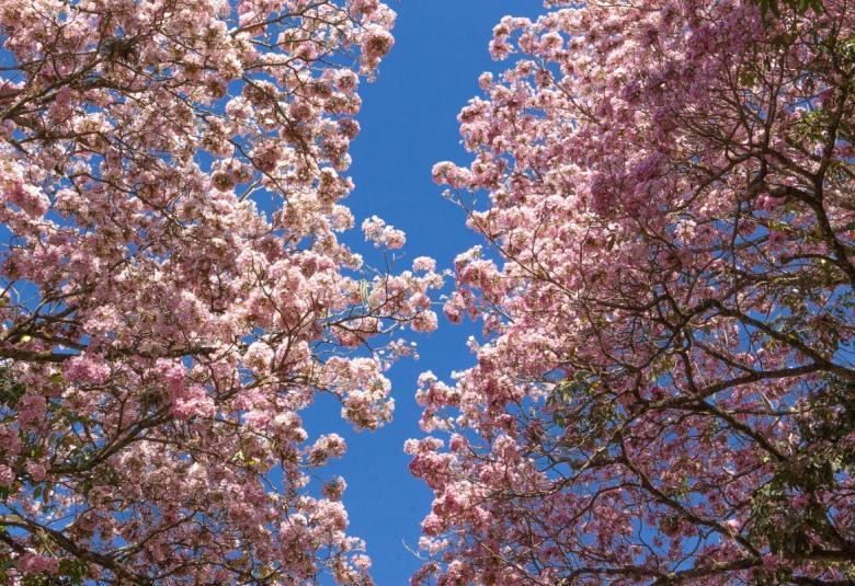 Surabaya’s Streets Awaken with Tabebuya Blossoms