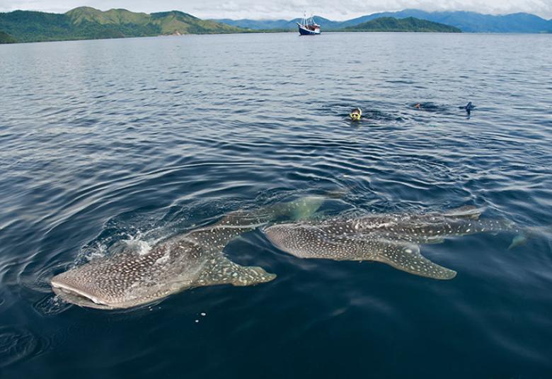 Where to Find Whale Sharks in Indonesia