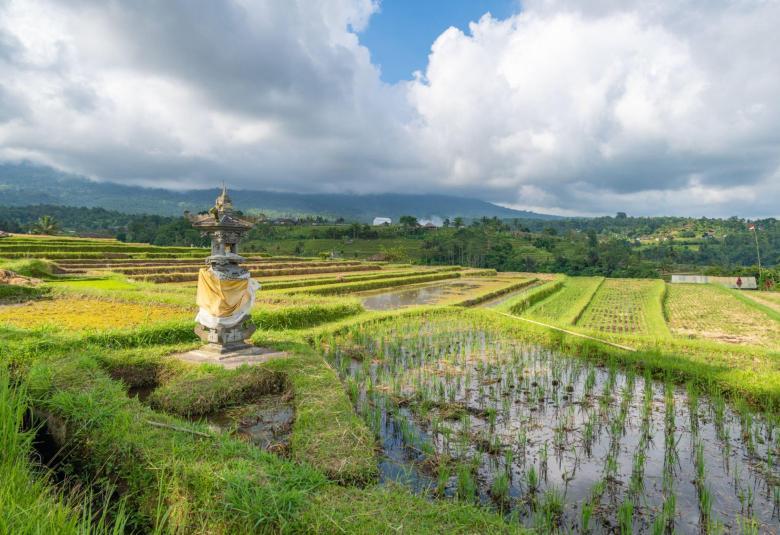 The Wonders of ‘Subak’ Irrigation System