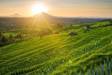 Bali's Best Rice Terrace Destinations