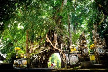Myth of The Evergreen: Bunut Bolong Sacred Tree